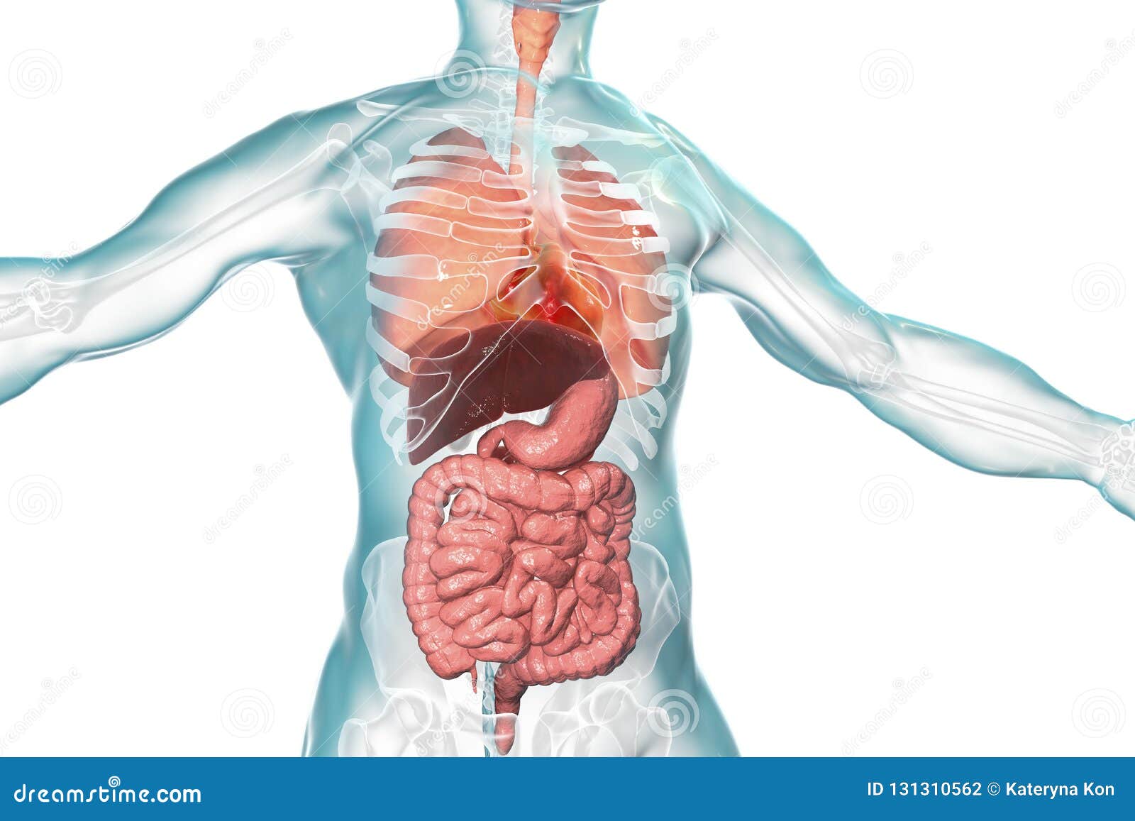 人体解剖学 呼吸和消化系统库存例证 插画包括有