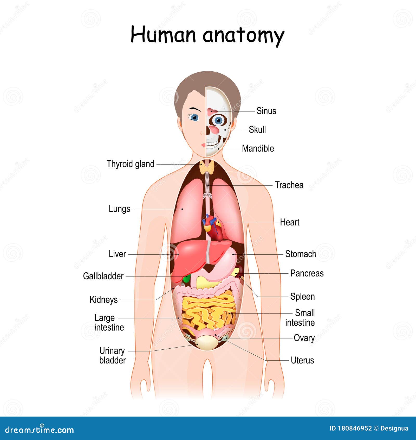 人体解剖学科学医学插图女性内脏向量例证 插画包括有医学 卵巢 冒号 内部 黑刺李 科学