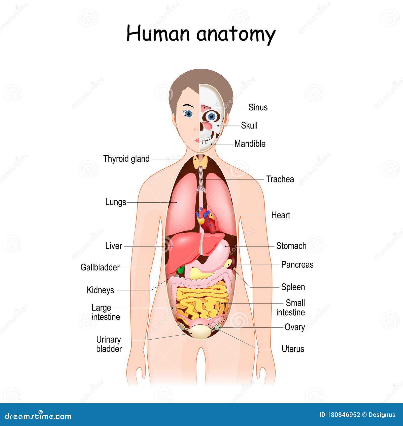 人体解剖学科学医学插图女性内脏向量例证 插画包括有医学 卵巢 冒号 内部 黑刺李 科学 人体解剖学科学医学插图女性内脏向量例证 插画包括有医学 卵巢 冒号 内部 黑刺李 科学
