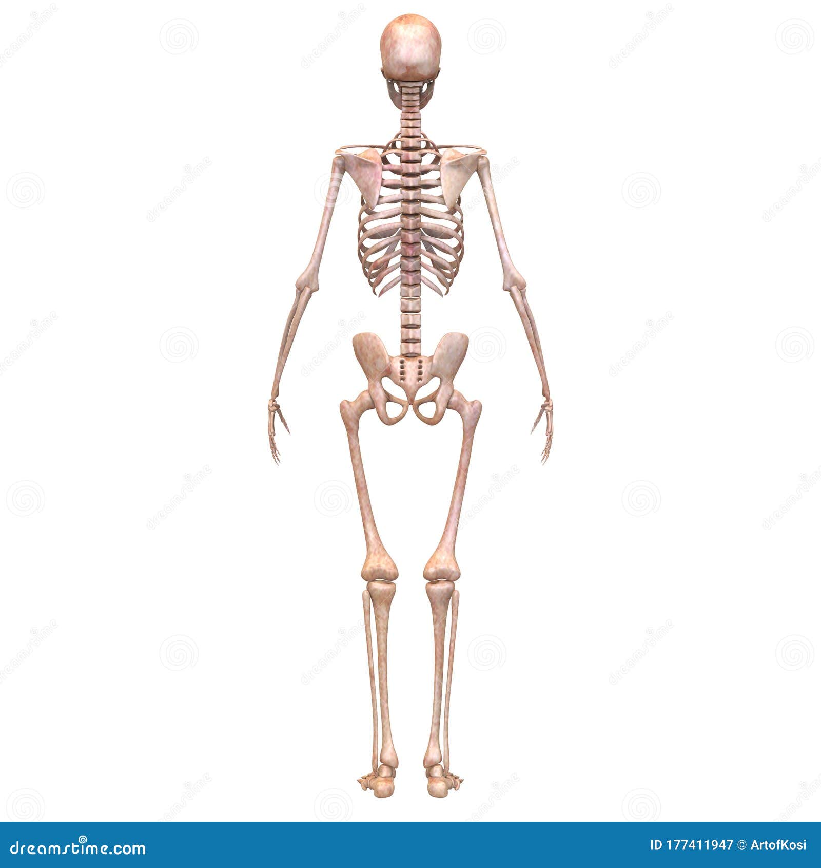 人体骨架系统解剖学三维后视图的骨关节库存例证 插画包括有蓝色 健康 概念 联接 医学 肢体