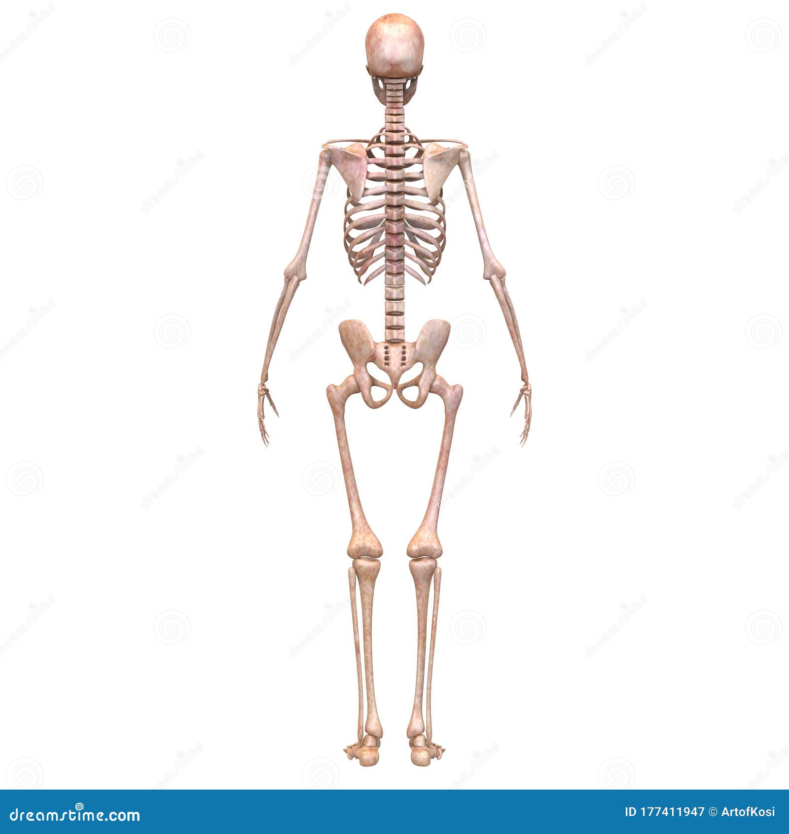 人体骨架系统解剖学三维后视图的骨关节库存例证 插画包括有蓝色 健康 概念 联接 医学 肢体 人体骨架系统解剖学三维后视图的骨关节库存例证 插画包括有蓝色 健康 概念 联接 医学 肢体
