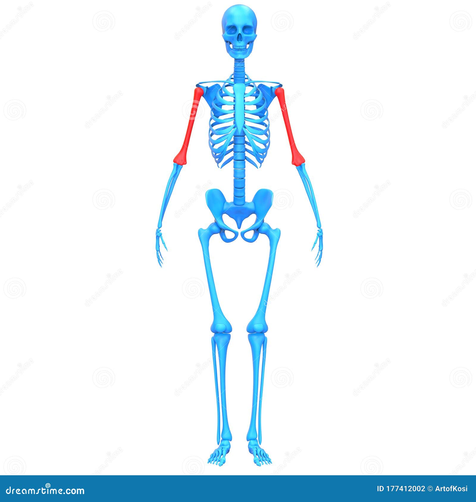 人体骨架系统解剖学三维绘制中的虎骨关节库存例证 插画包括有肢体 伤害 骨质疏松症 男人 联接 人体骨架系统解剖学三维绘制中的虎骨关节库存例证 插画包括有肢体 伤害 骨质疏松症 男人 联接