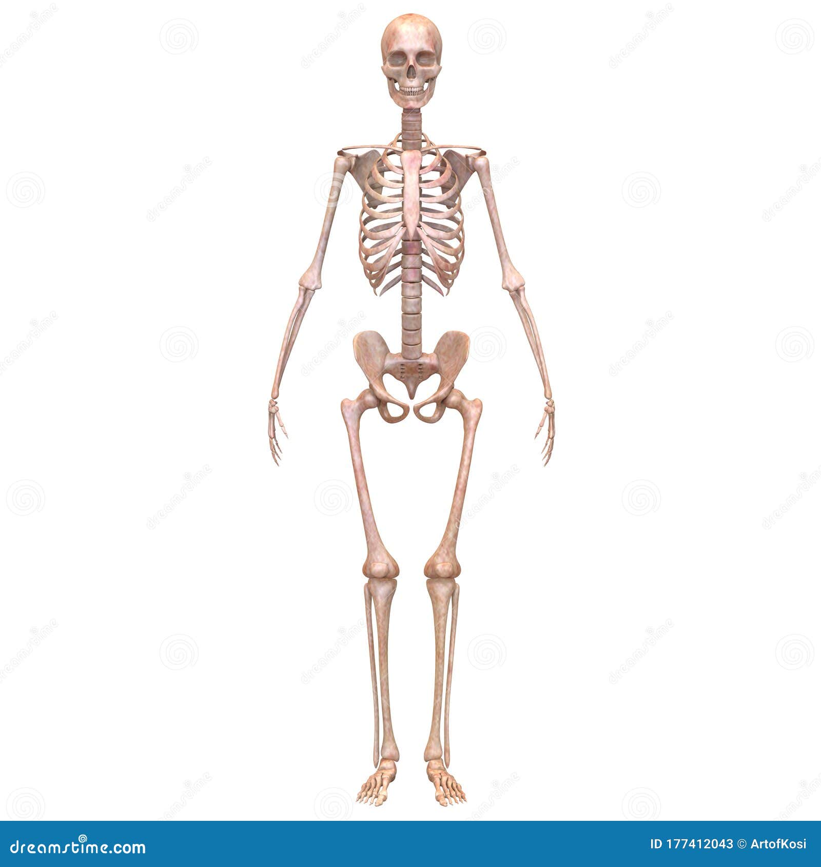 人体骨架系统解剖学三维绘制的骨关节库存例证 插画包括有医疗 更低 骨头的 肱骨 传记 关心