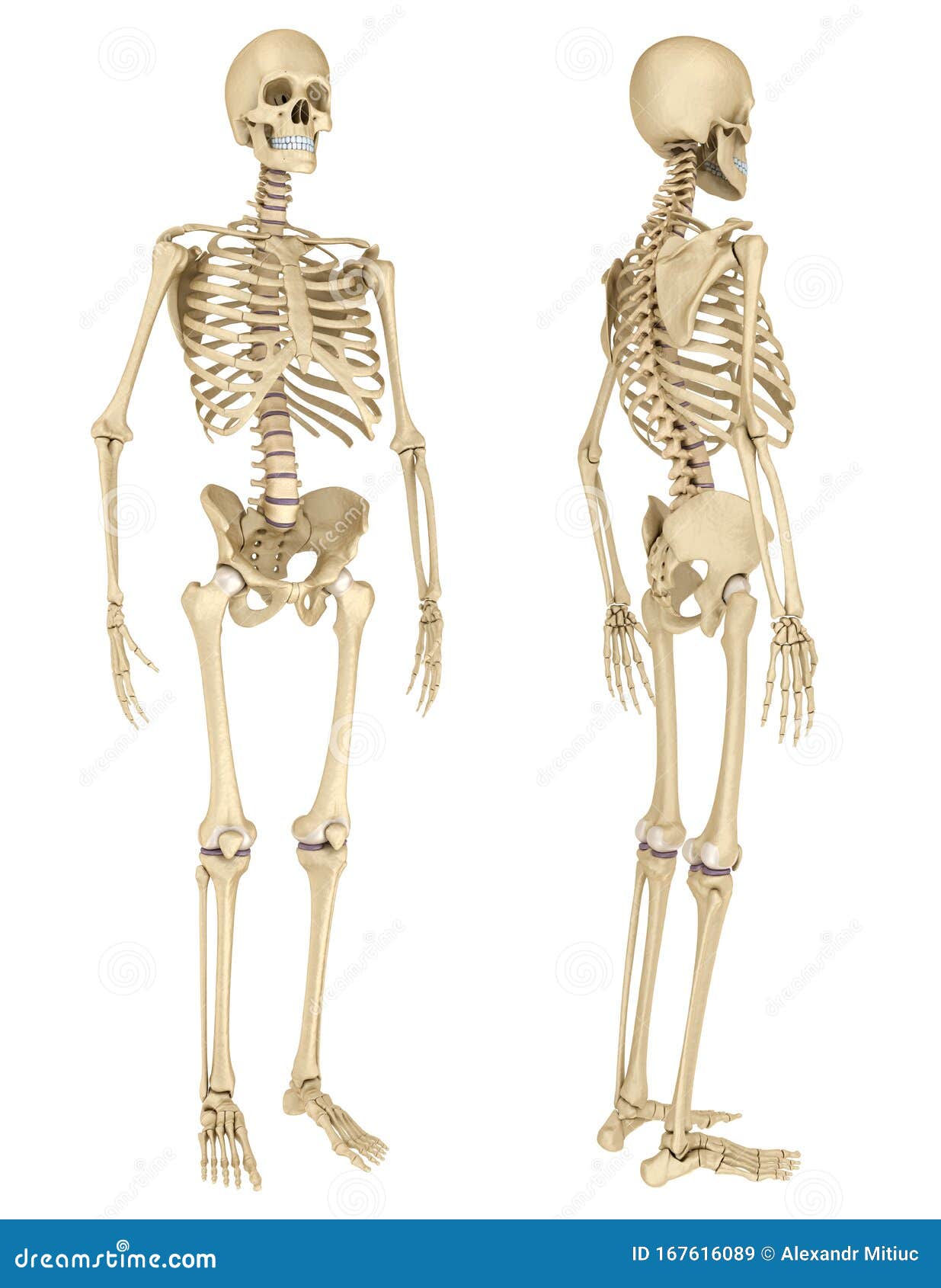 人体骨骼分离 医学上准确库存例证 插画包括有韧带 带状闪长岩 骨头的 肱骨 查出 体操