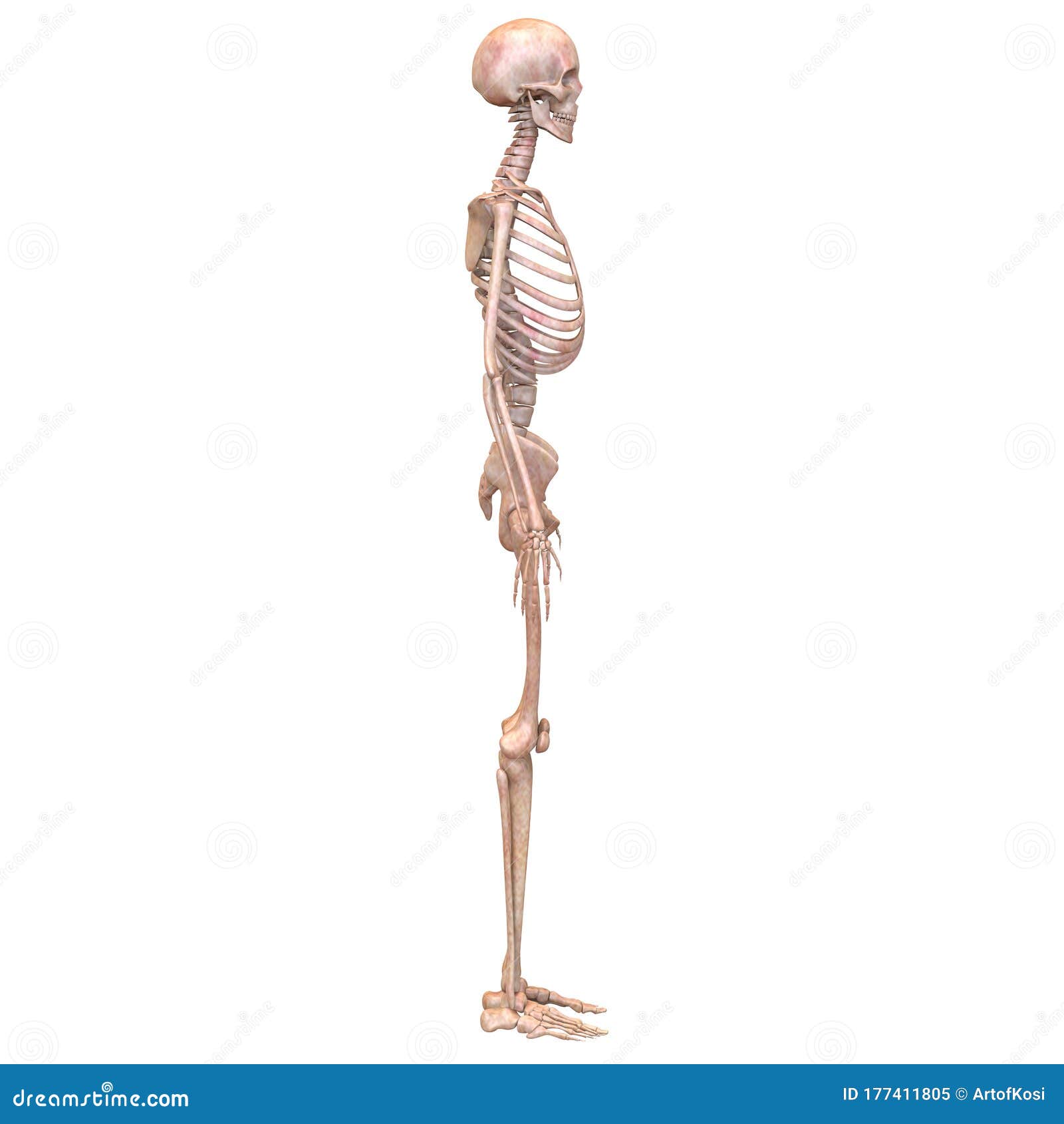 人体骨骼系统解剖学侧视的骨关节库存例证 插画包括有炎症 人力 查出 概念 爱好健美者 锁骨 人体骨骼系统解剖学侧视的骨关节库存例证 插画包括有炎症 人力 查出 概念 爱好健美者 锁骨