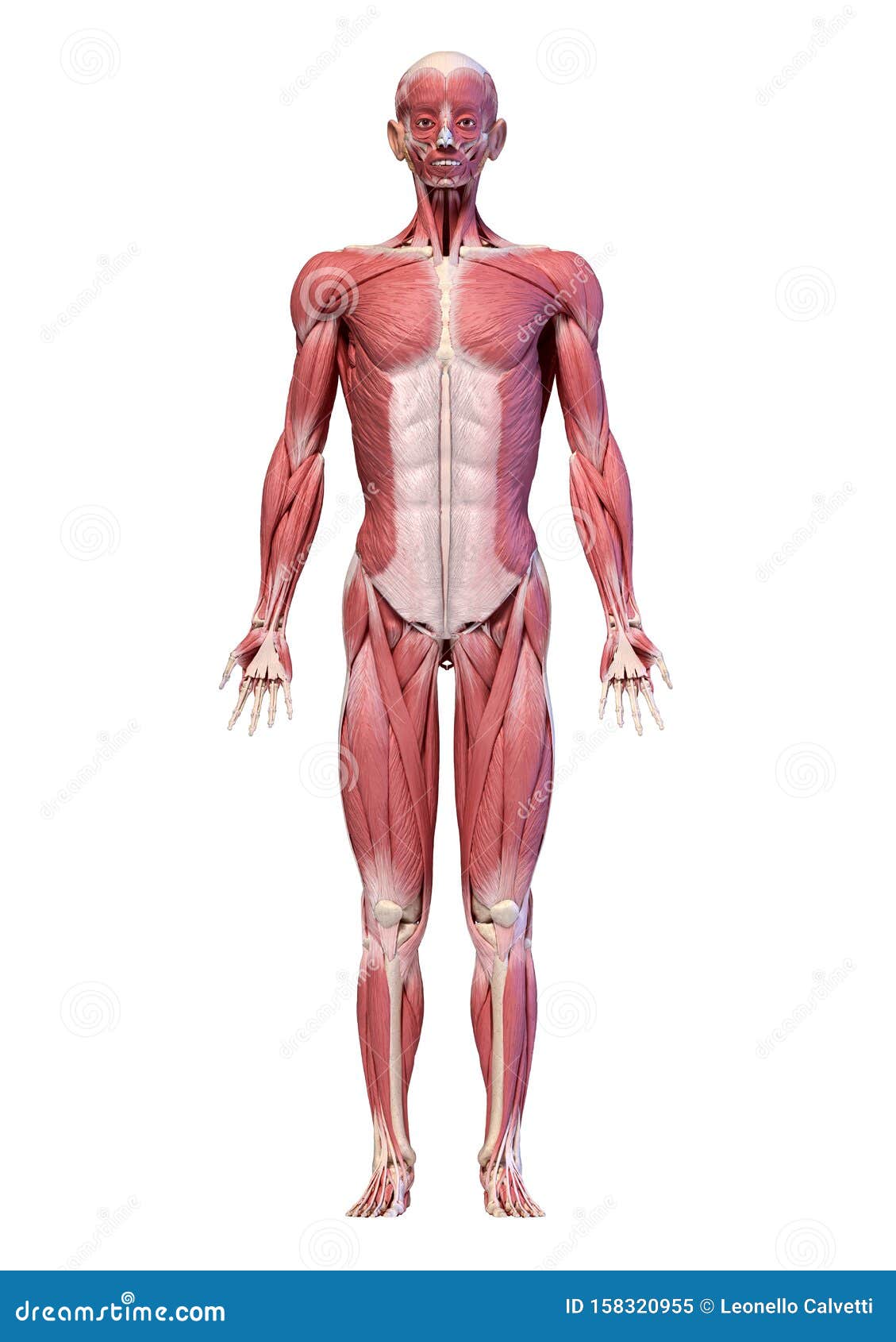 人体 全身形男性肌肉系统 前视库存例证 插画包括有