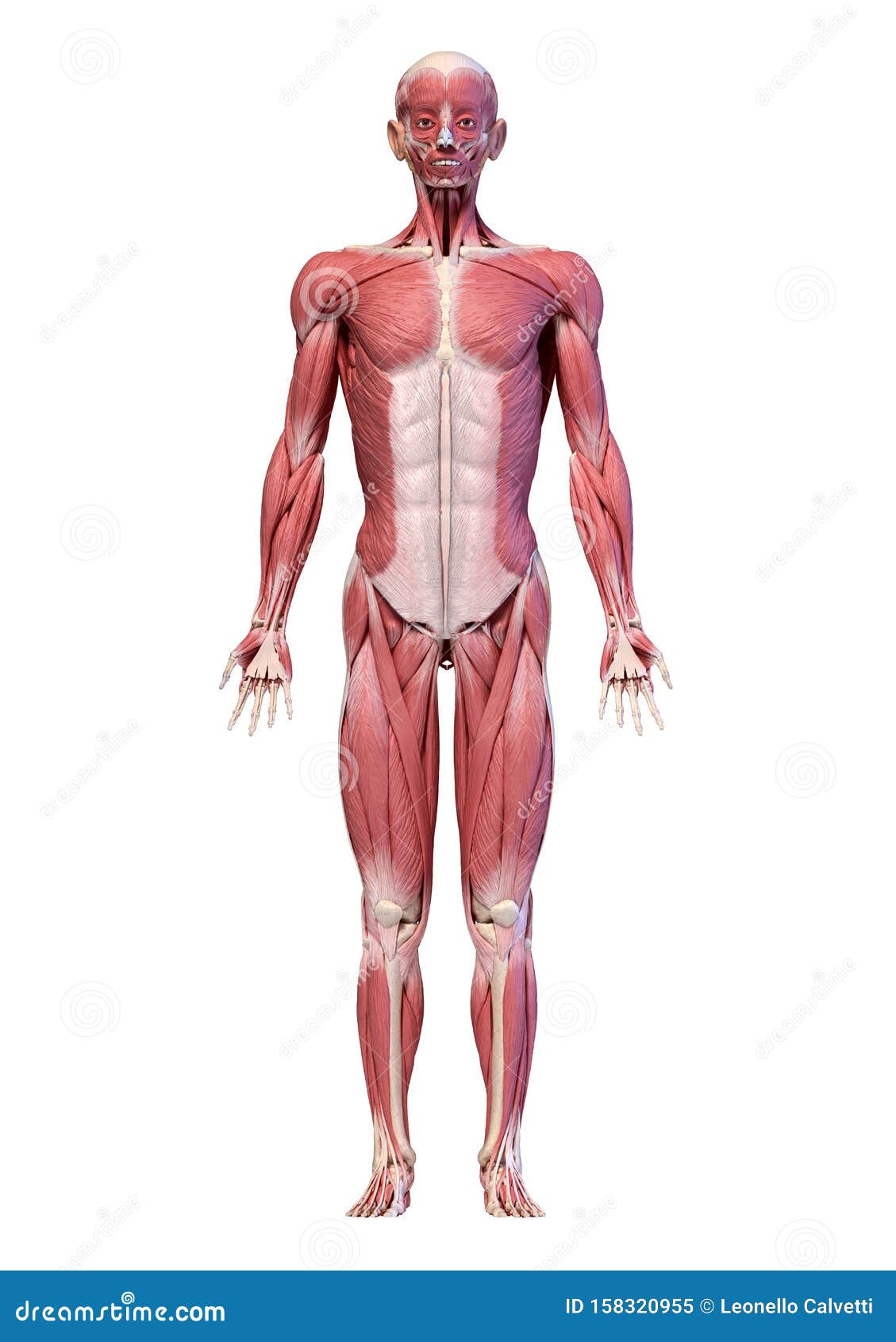 人体 全身形男性肌肉系统 前视库存例证 插画包括有 人体 全身形男性肌肉系统 前视库存例证 插画包括有