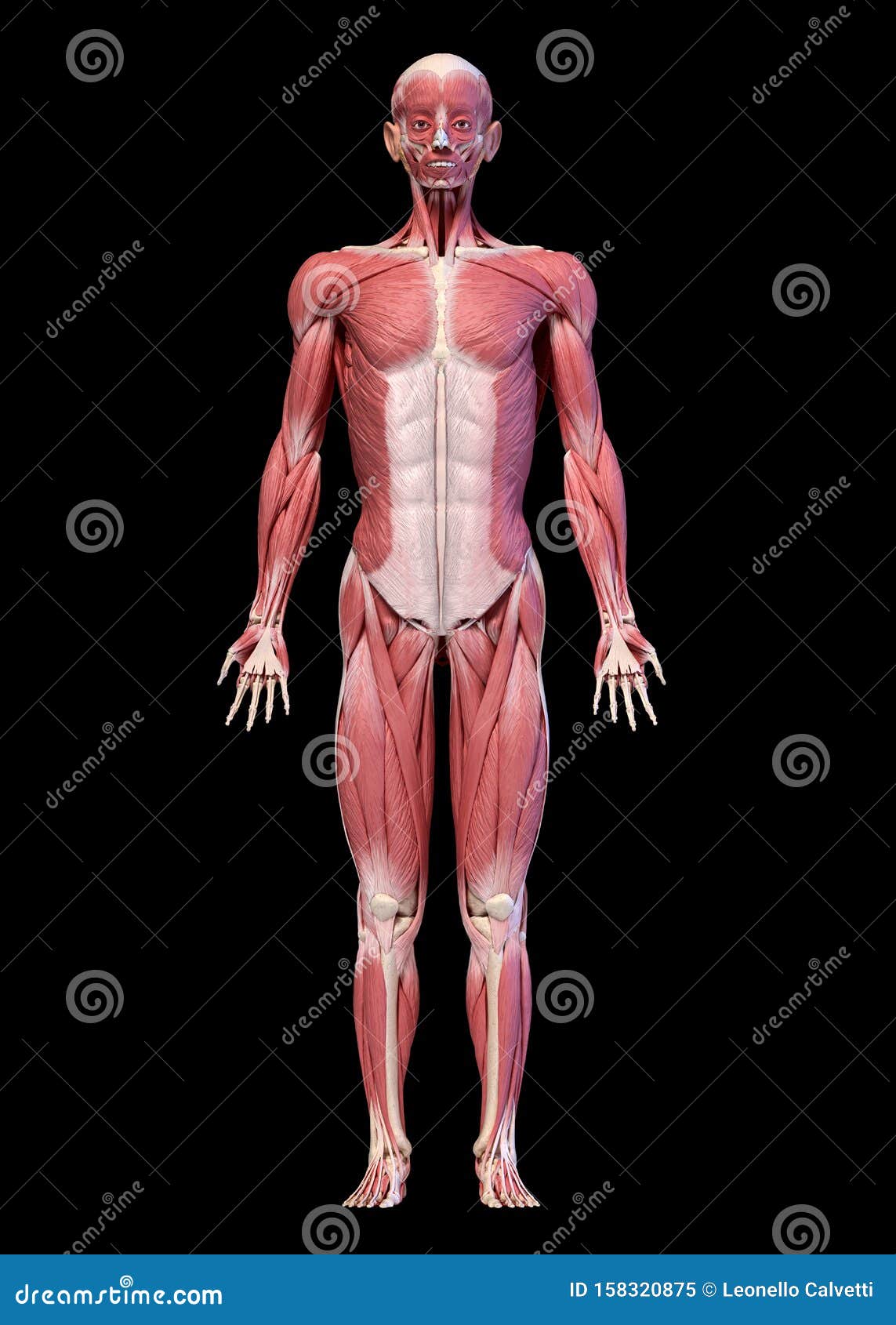 人体 全身形男性肌肉系统 前视库存例证 插画包括有