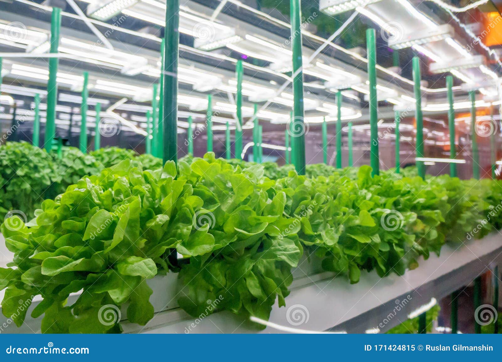 人工光照下蔬菜无土栽培有机水培菜园led灯室内农场库存图片 图片包括有行业 叶子 人工光照下蔬菜无土栽培有机水培菜园led灯室内农场库存图片 图片包括有行业 叶子