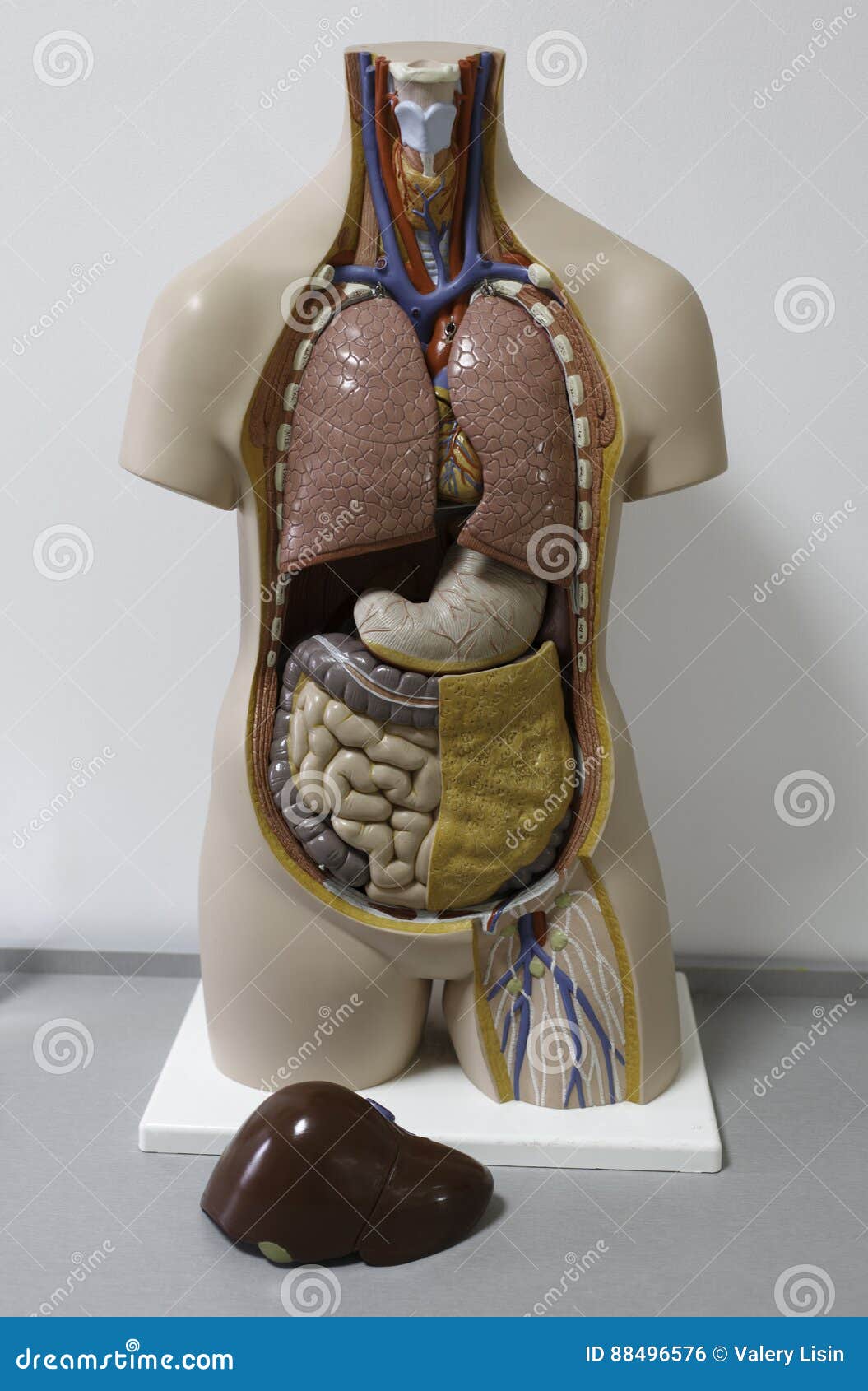 人的内脏人体模型库存照片 图片包括有人体模型 人的内脏