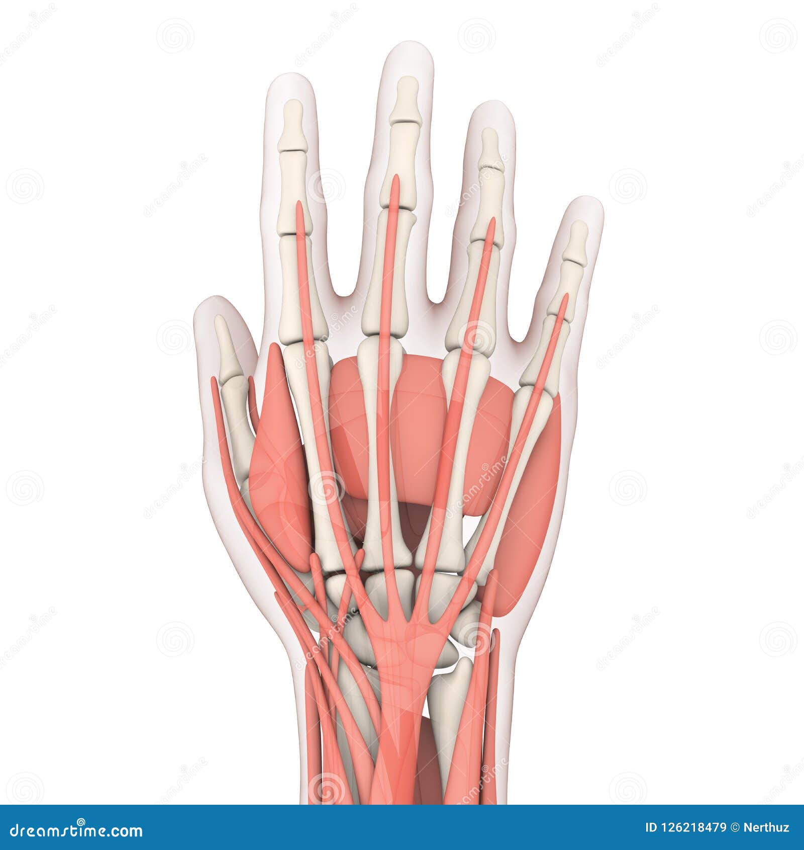 人的手解剖学例证库存例证 插画包括有炎症 韧带 痛苦 手指 联接 爱好健美者 腕骨