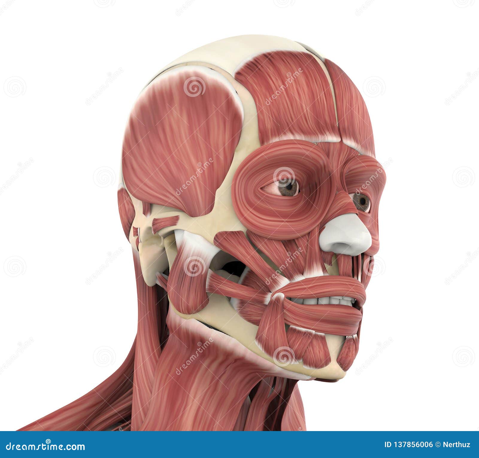 人的脸部肌肉解剖学库存例证 插画包括有回报 肌组织 健康 停住 肌肉 医学 设计 组织