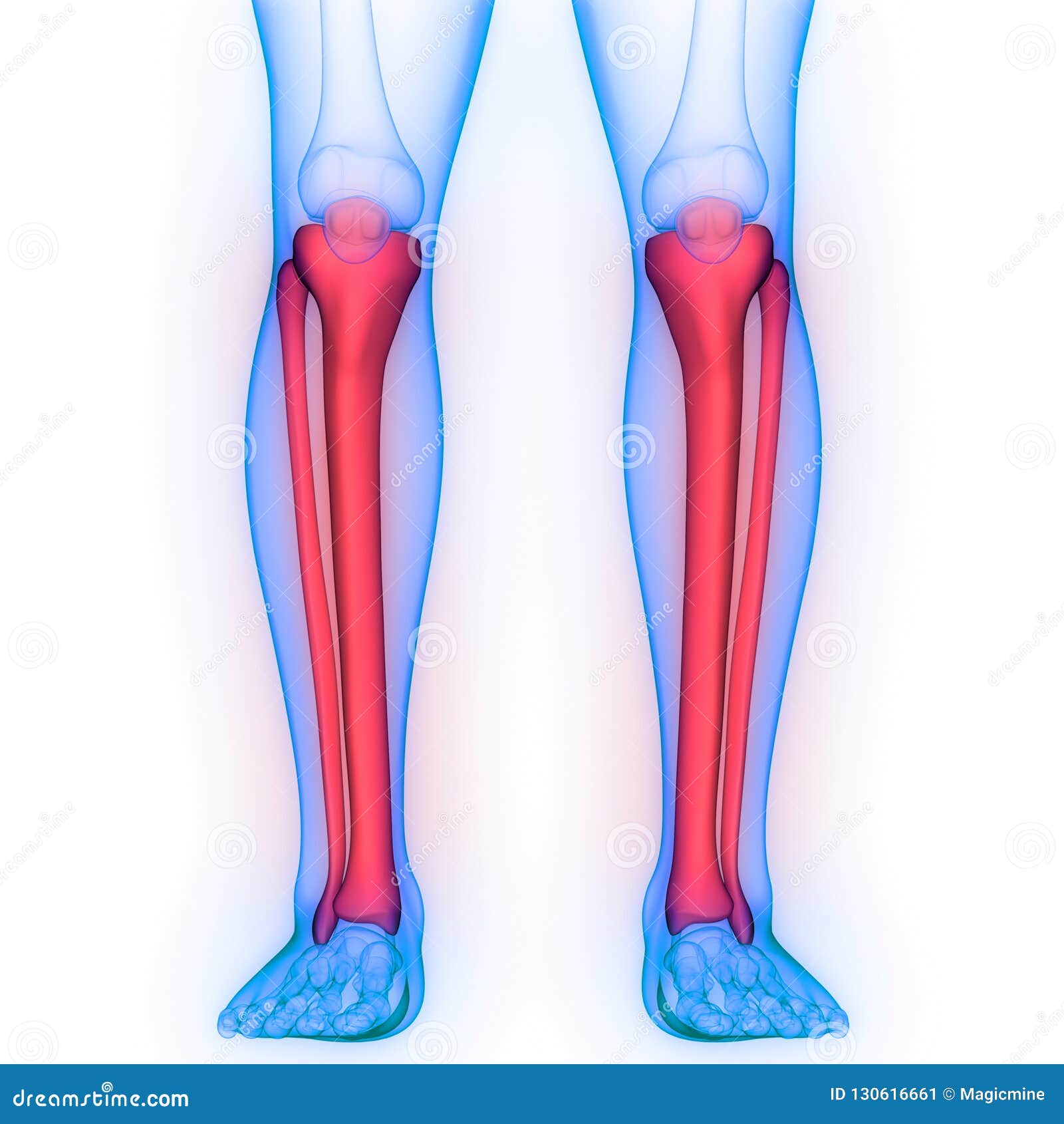 人的骨骼系统胫骨和腓骨骨头联接解剖学库存例证 插画包括有精神 查出 伤害 痛苦 人力 膝盖 人的骨骼系统胫骨和腓骨骨头联接解剖学库存例证 插画包括有精神 查出 伤害 痛苦 人力 膝盖