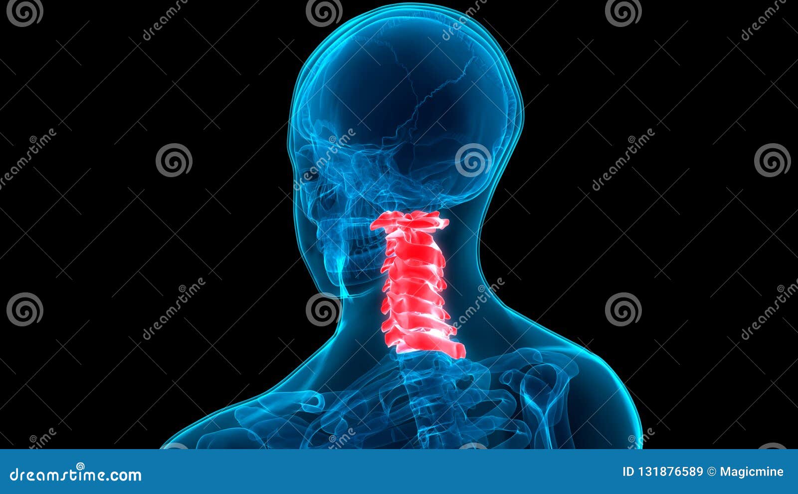 人的骨骼系统脊柱颈椎解剖学库存例证 插画包括有传记 男人 伤害 肱骨 人力 联接 手肘 人的骨骼系统脊柱颈椎解剖学库存例证 插画包括有传记 男人 伤害 肱骨 人力 联接 手肘