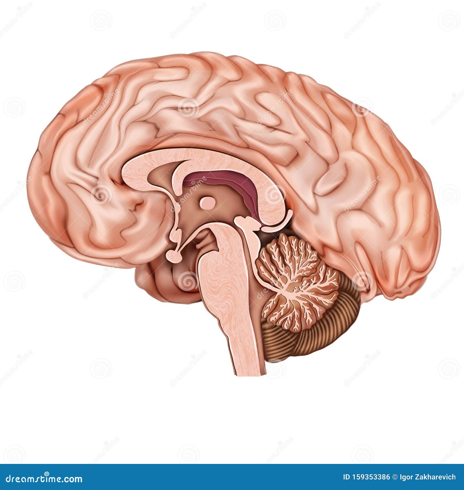 人脑矢状部人脑结构人体解剖学库存例证 插画包括有查出 智力 后脑 头脑的 内分泌 例证