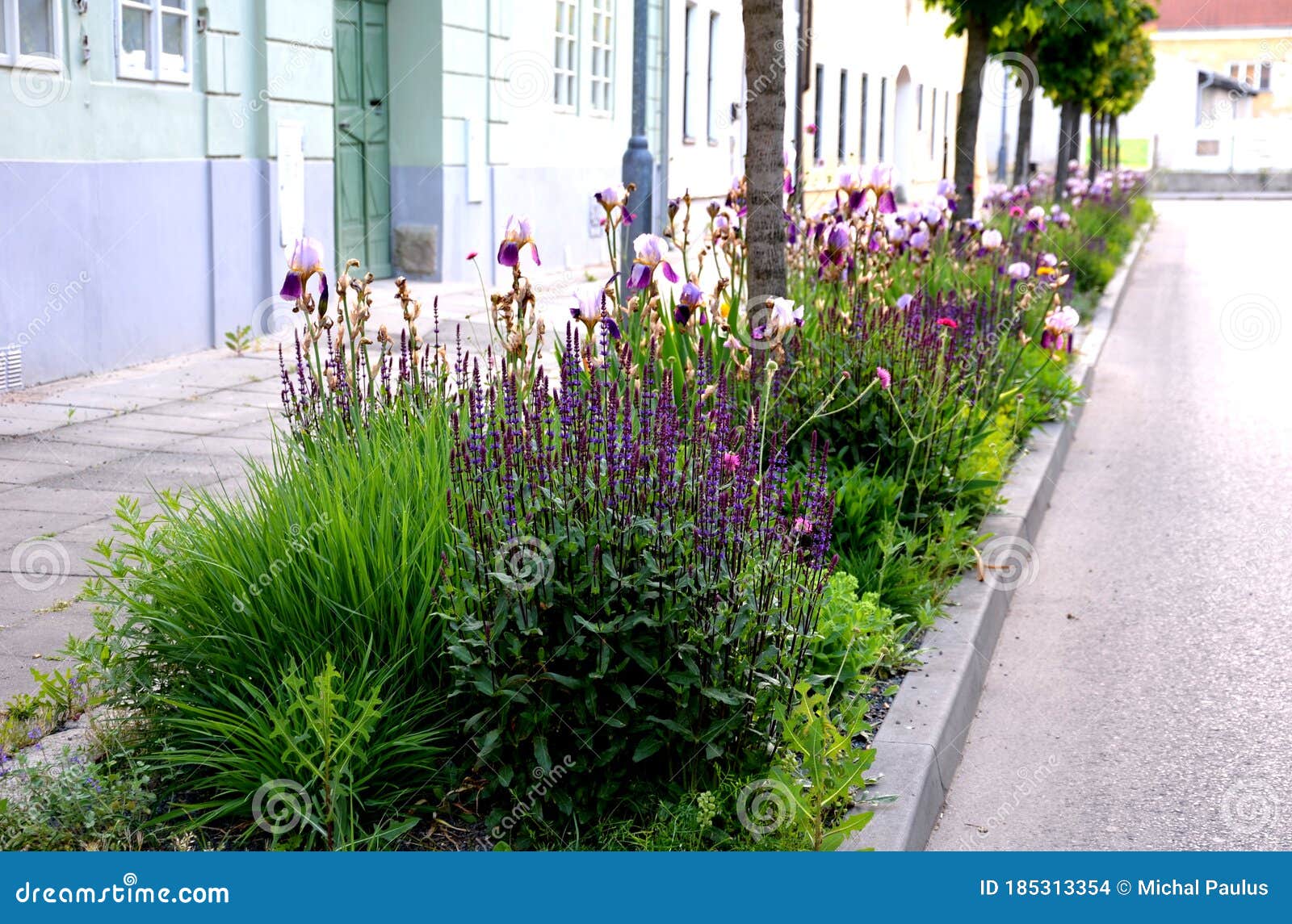 人行道和街道之间的花坛下面插着紫色和蓝色紫色的花库存照片 图片包括有紫色 花卉 前面 粉红色