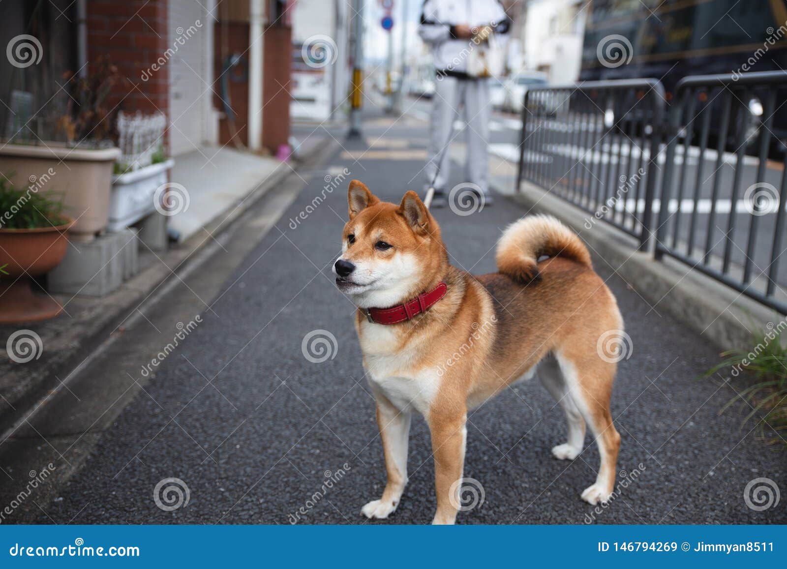 什巴狗在京都库存图片 图片包括有京都 哺乳动物 道路 小狗 日语 宠物 街道 敌意 什巴狗在京都库存图片 图片包括有京都 哺乳动物 道路 小狗 日语 宠物 街道 敌意