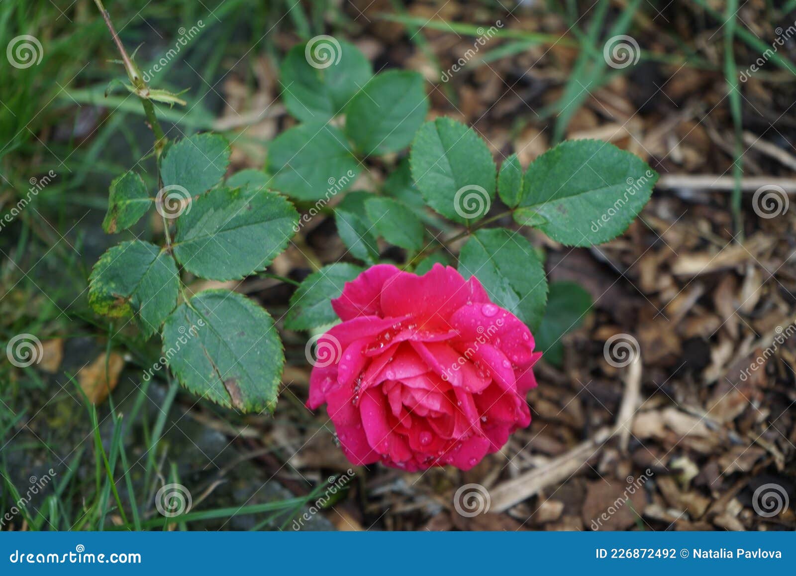 今年7月 宫廷藏品的玫瑰花在花园中绽放着深粉色的花朵 柏林德国库存照片 图片包括有五颜六色 杂种