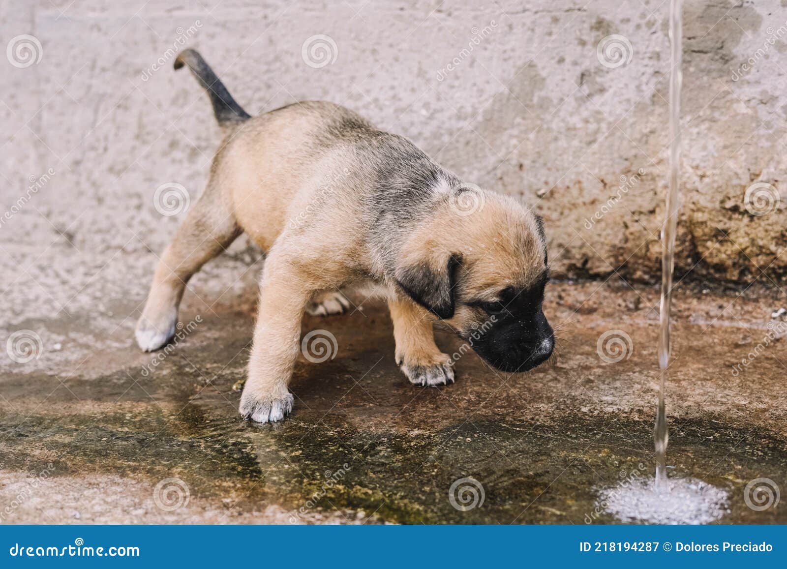 从喷泉喝水的漂亮可爱的英国獒犬库存图片 图片包括有西班牙 小狗 逗人喜爱 国内 宠物 本质 从喷泉喝水的漂亮可爱的英国獒犬库存图片 图片包括有西班牙 小狗 逗人喜爱 国内 宠物 本质