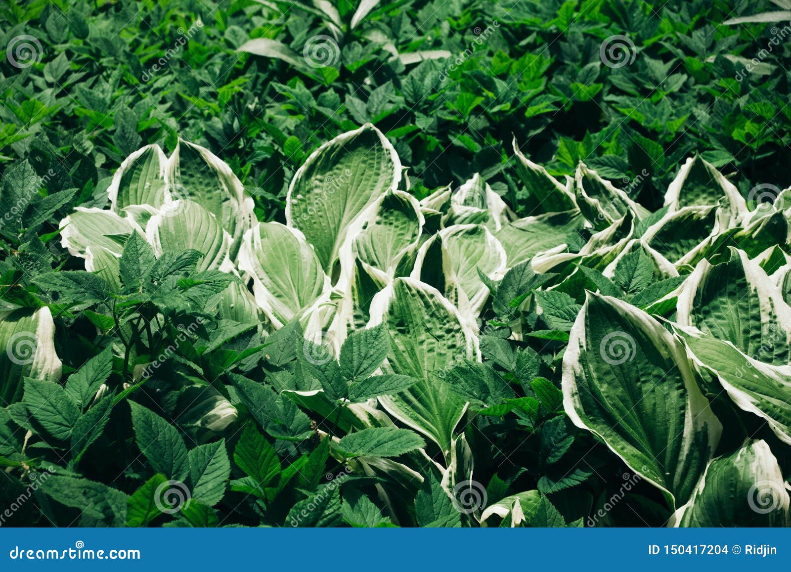 从玉簪属植物 草和植物白色叶子的自然绿色背景库存照片 图片包括有醉汉 方式 五颜六色 新鲜 从玉簪属植物 草和植物白色叶子的自然绿色背景库存照片 图片包括有醉汉 方式 五颜六色 新鲜