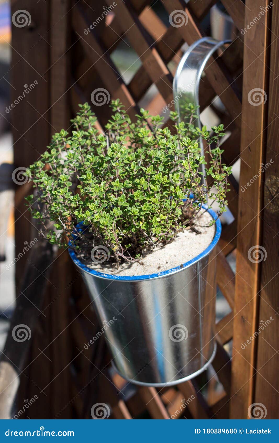 从篱笆悬挂的罐子里的百里香 种植香草库存照片 图片包括有平衡 庭院 户外 香味 草本 从篱笆悬挂的罐子里的百里香 种植香草库存照片 图片包括有平衡 庭院 户外 香味 草本