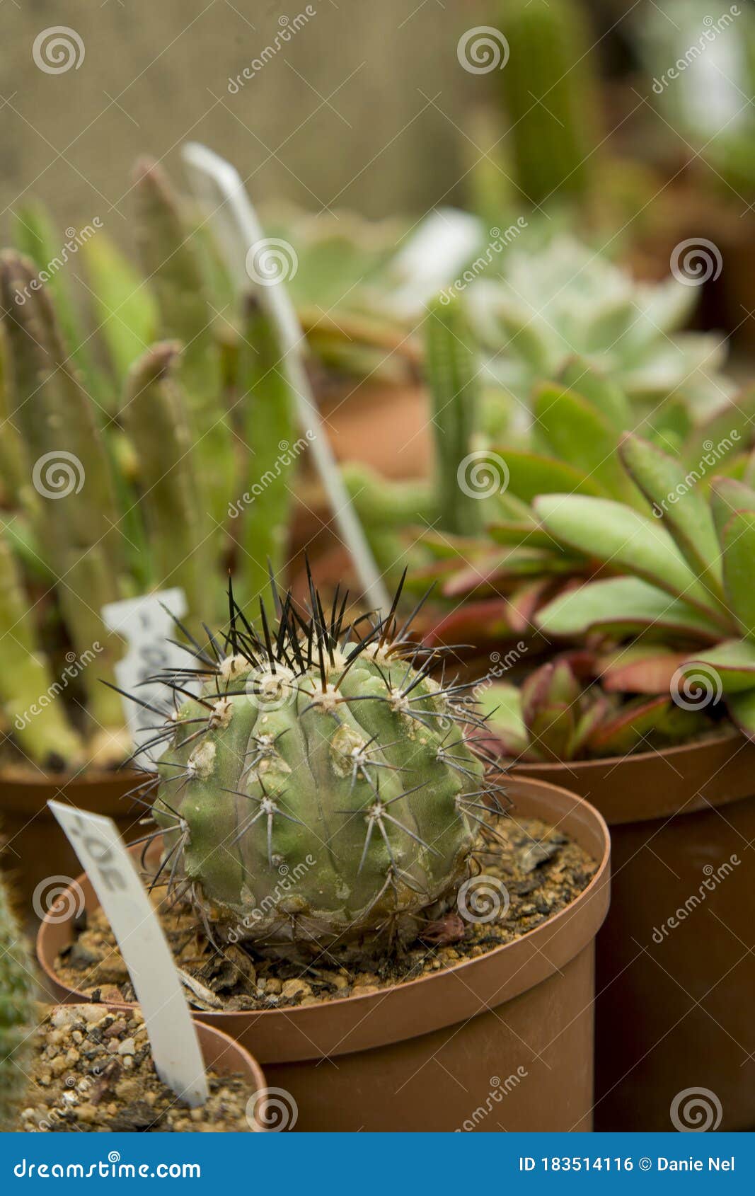 仙人掌苗圃 植物价格库存照片 图片包括有从事园艺 多汁 空间 过去 苗圃 事情 庭院 仙人掌苗圃 植物价格库存照片 图片包括有从事园艺 多汁 空间 过去 苗圃 事情 庭院