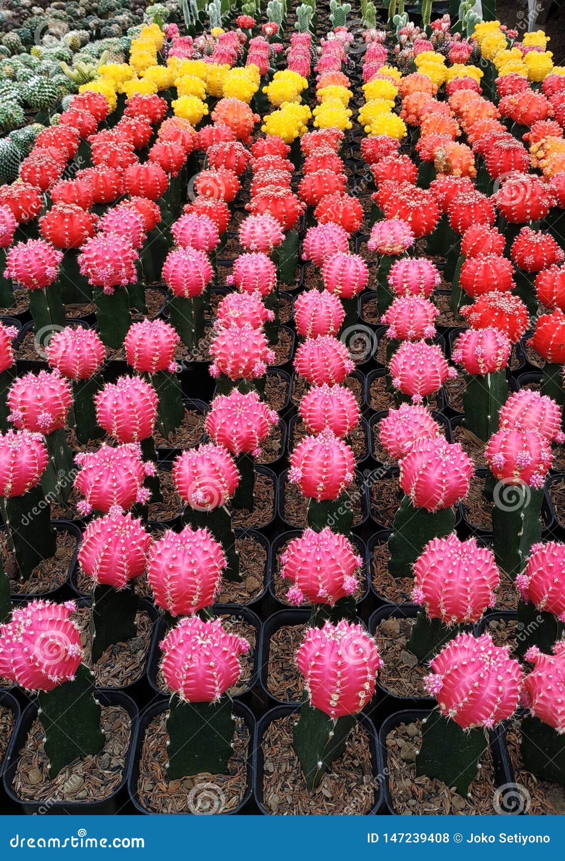 仙人掌裸子植物嫁接研究库存照片 图片包括有 仙人掌裸子植物嫁接研究库存照片 图片包括有