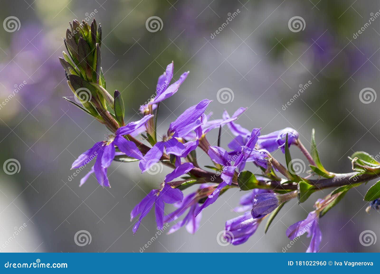仙鹤草花紫紫花观赏植物库存照片 图片包括有花卉 风扇 绿色 白天 公园 宏指令 户外 仙鹤草花紫紫花观赏植物库存照片 图片包括有花卉 风扇 绿色 白天 公园 宏指令 户外