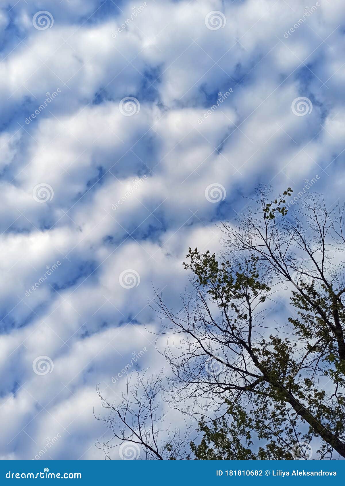令人惊异的云蓝天 卷云和树影自然壁纸库照片库存照片 图片包括有自然壁纸库照片 令人惊异的云蓝天 卷云和树影