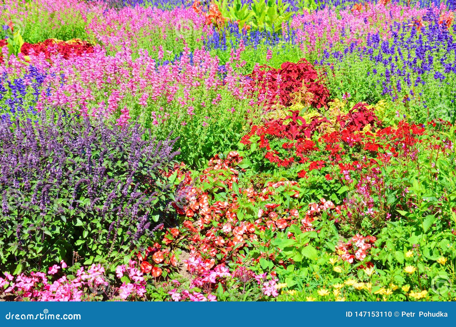令人惊讶的花坛与美丽的开花的花的许多另外种类的叶子颜色是桃红色 红色或者紫罗兰库存照片 图片包括有小花 本质