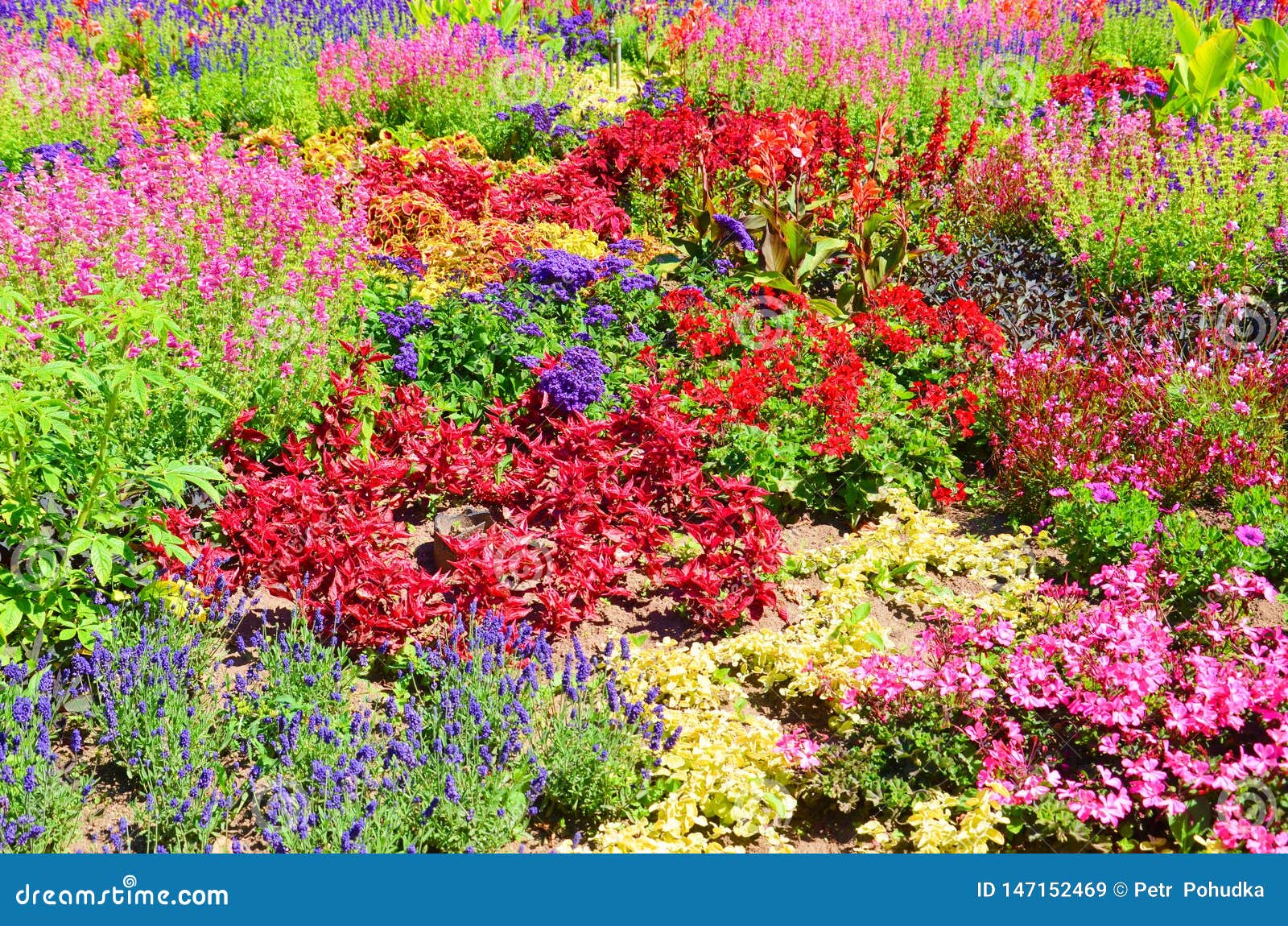令人惊讶的花坛与许多另外花种类的美妙的花有明亮的颜色 主要红色 桃红色和紫色库存图片 图片包括有环境 华丽