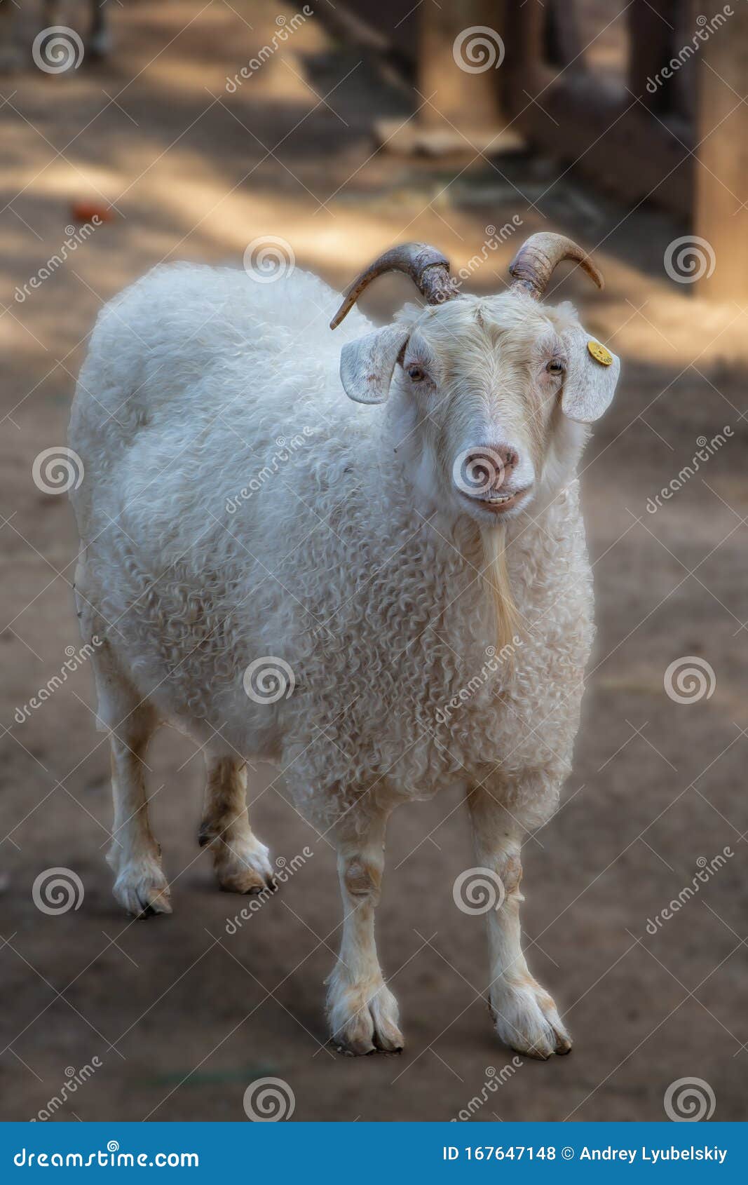以色列野生动物园中躺卧公羊的画像库存照片 图片包括有