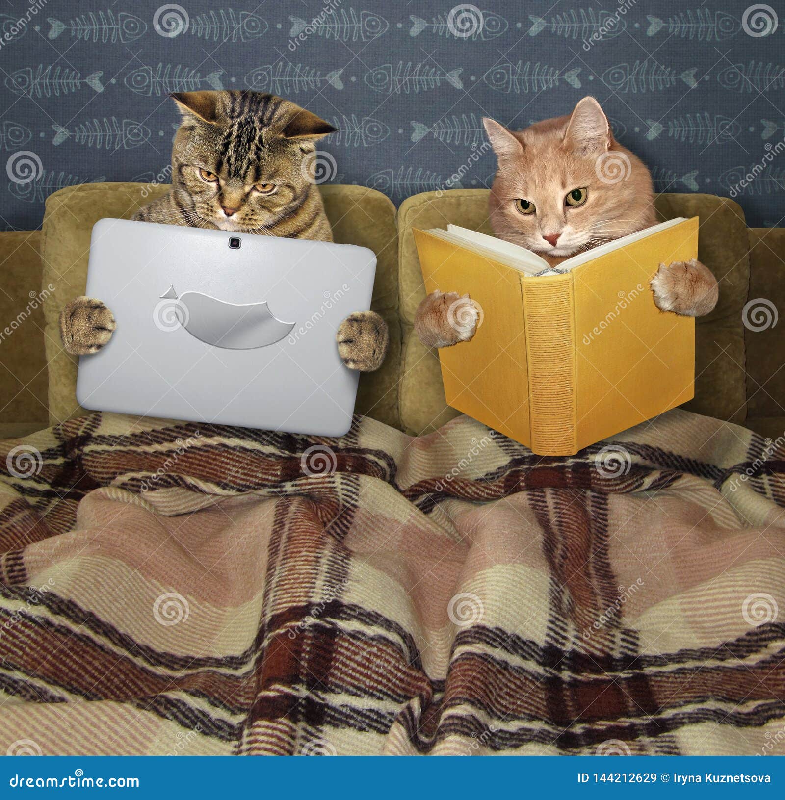 休息在床上的猫库存图片 图片包括有