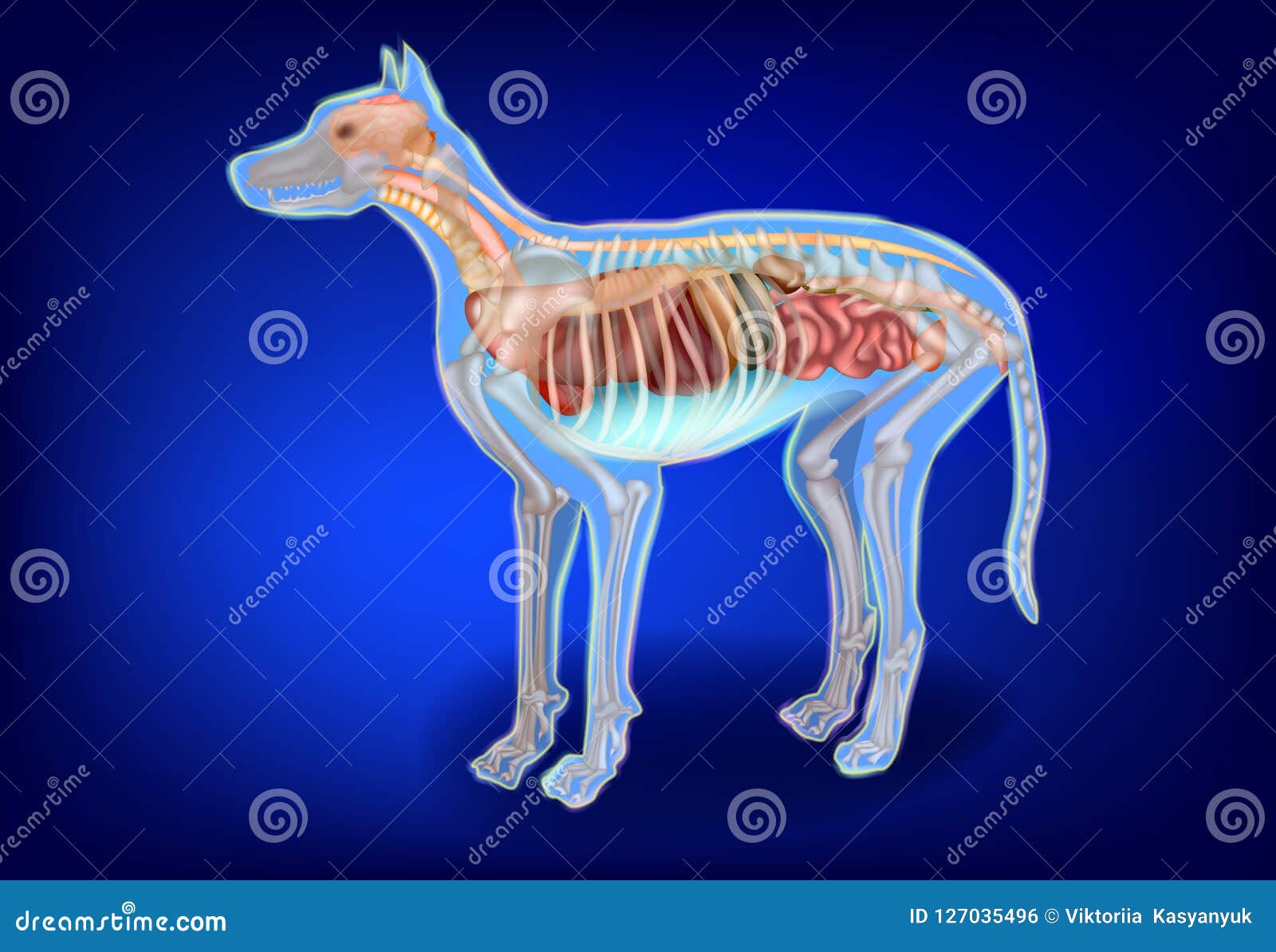 似犬内脏和骨骼向量例证 插画包括有骨头的 敌意 似犬 医疗 部分 海报 哺乳动物 犬属