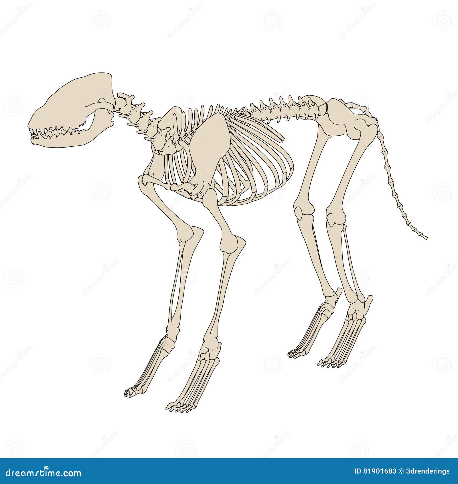 似犬骨骼库存例证 插画包括有传记 动画片 例证 哺乳动物 骨头的 结构 回报 头骨