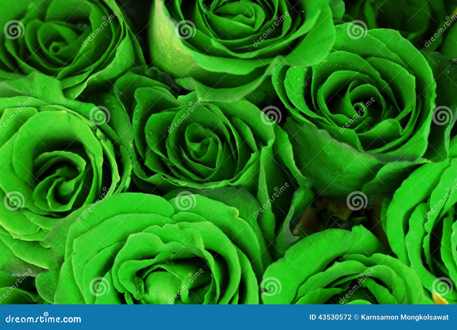 作为背景的绿蔷薇花束库存照片 图片包括有言情 诗句 幻想 叶子 艺术 看板卡 背包 模式
