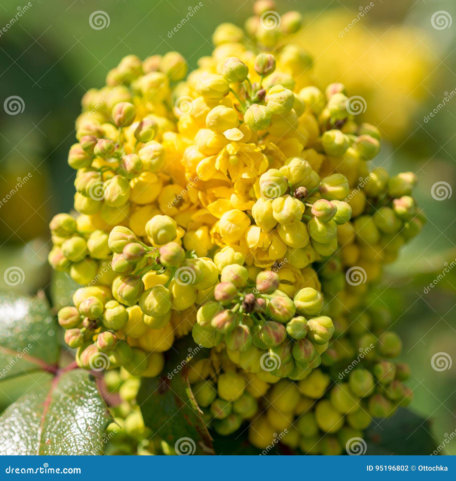 俄勒冈葡萄花库存照片 图片包括有