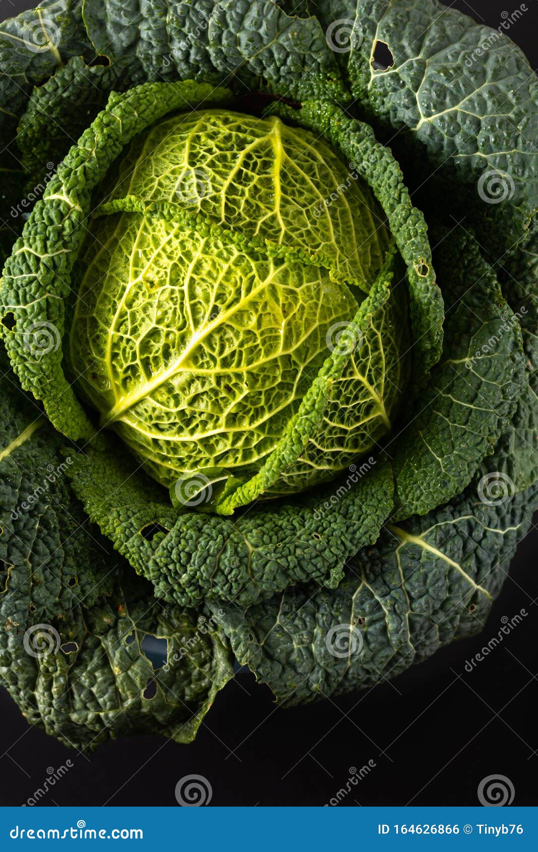 健康食品概念特写菜园新鲜有机青山白菜库存照片 图片包括有本地出产 烹饪 绿色 土气 圆白菜