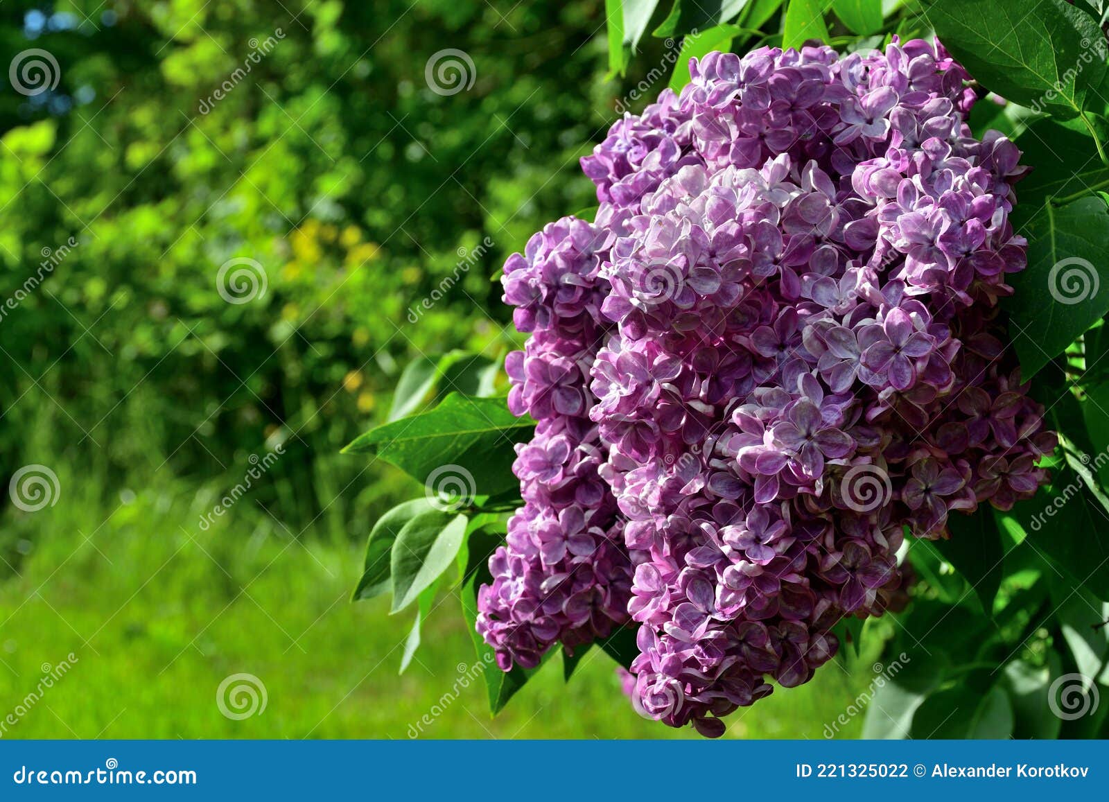 傍晚阳光下紫丁香花 库存照片 图片包括有灌木 花瓣 艺术 自然 粉红色 工厂 植物群 傍晚阳光下紫丁香花 库存照片 图片包括有灌木 花瓣 艺术 自然 粉红色 工厂 植物群