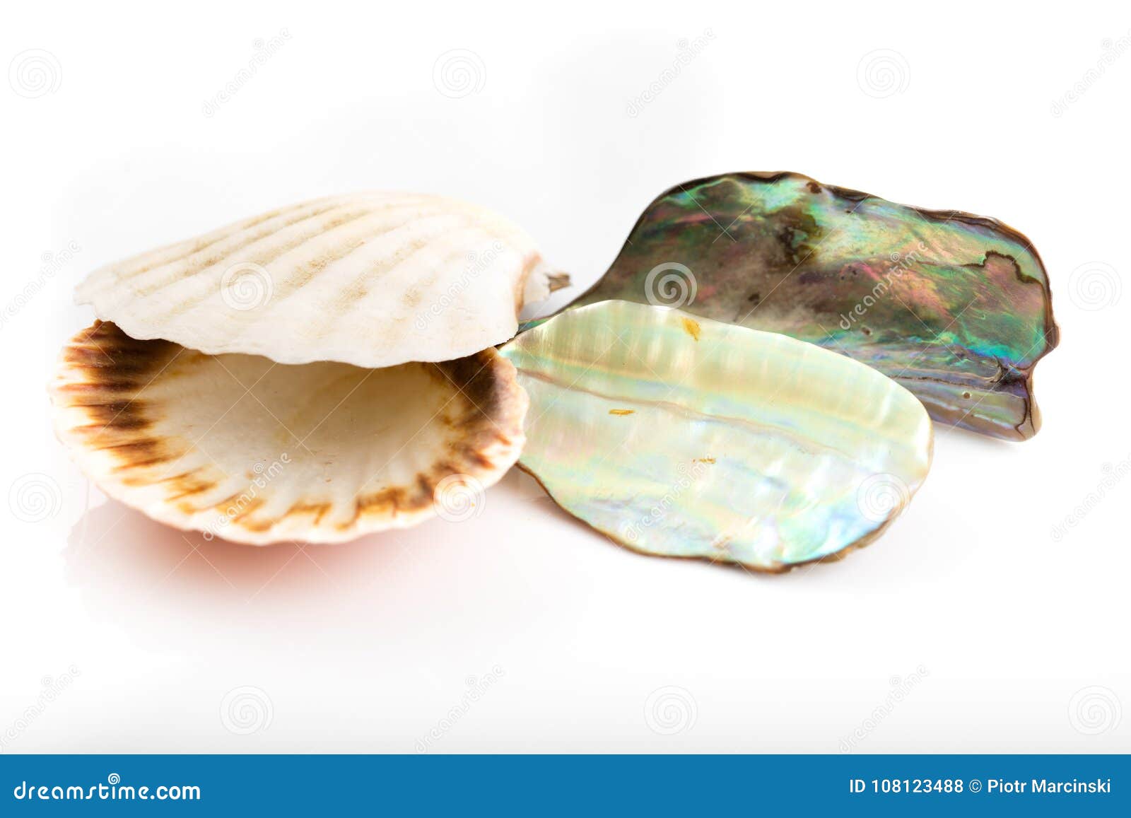 光亮的珍珠母和海壳库存照片 图片包括有
