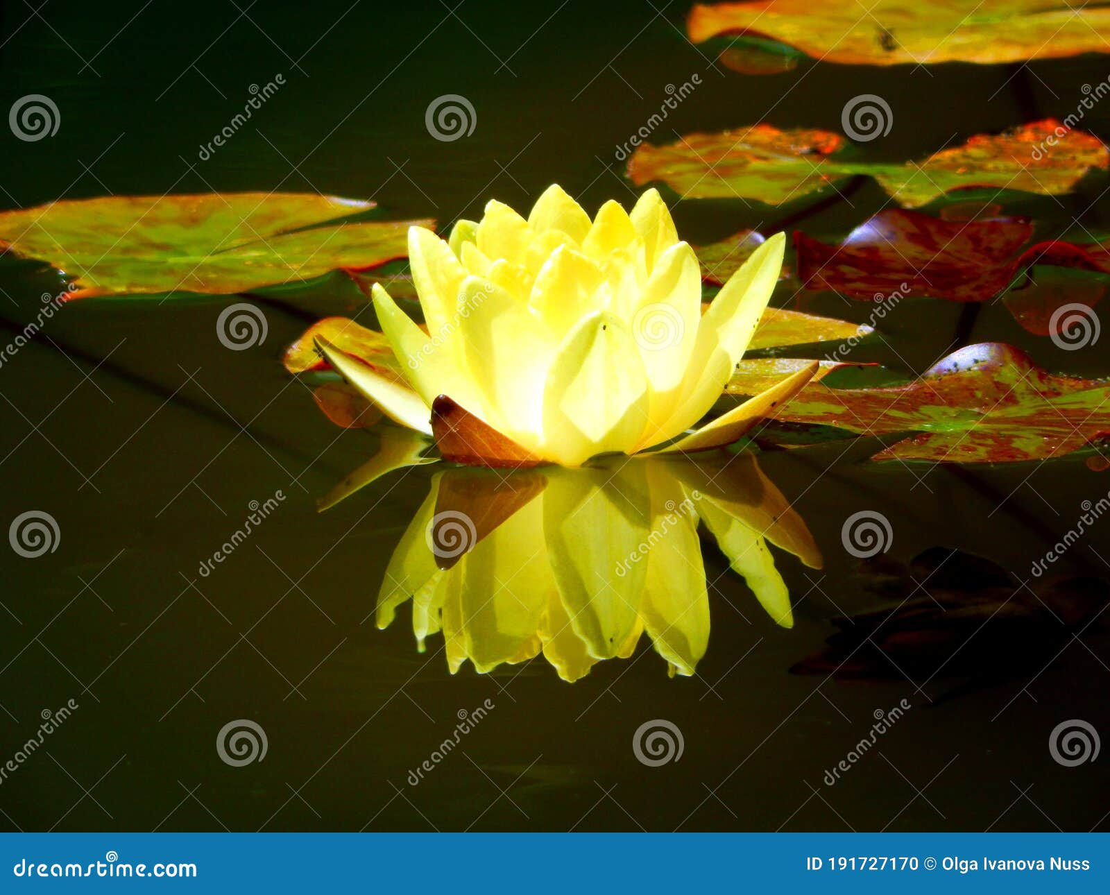 全反射的淡黄水莲花库存照片 图片包括有充分 叶子 柔和 莲花 黄色 典雅 来回 夏天