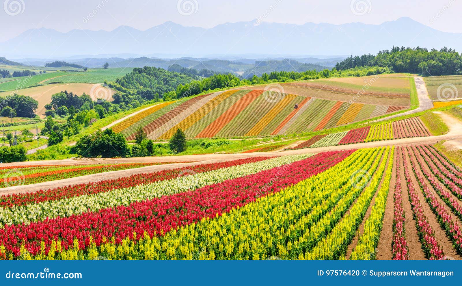全景五颜六色的花田在夏天 北海道日本库存照片 图片包括有乡下 旅行 开花 庭院 北海道 绽放