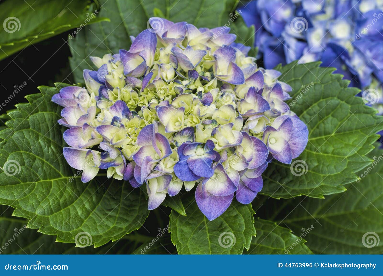 八仙花属花 绣球花科库存照片 图片包括有花卉 四季不断 玻色子 绿色 紫色 摩根 八仙花属