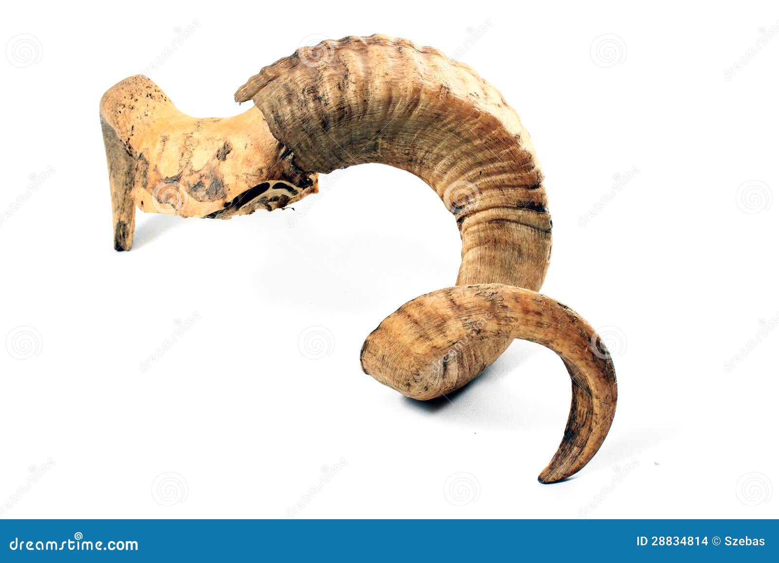 公羊角库存照片. 图片包括有卷毛, 螺旋, 腐朽, 化石, 片段, 传记, 女主持人, 敌意, 已故- 28834814