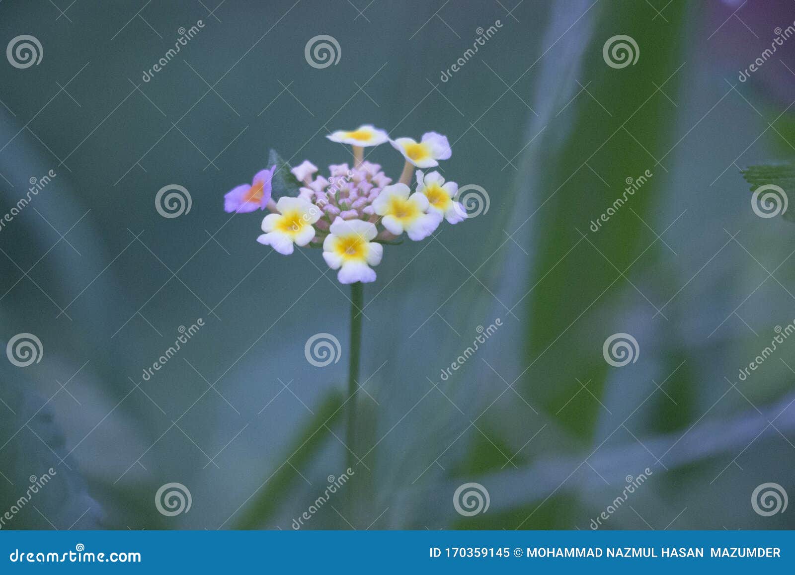 兰塔纳相机 韦尔贝纳 美国热带 大鼠尾草 野鼠尾草 丹参 白鼠尾草 提克伯里 西印度兰塔纳 白紫库存图片 兰塔纳相机 韦尔贝纳 美国热带 大鼠尾草 野鼠尾草 丹参 白鼠尾草 提克伯里 西印度兰塔纳 白紫库存图片