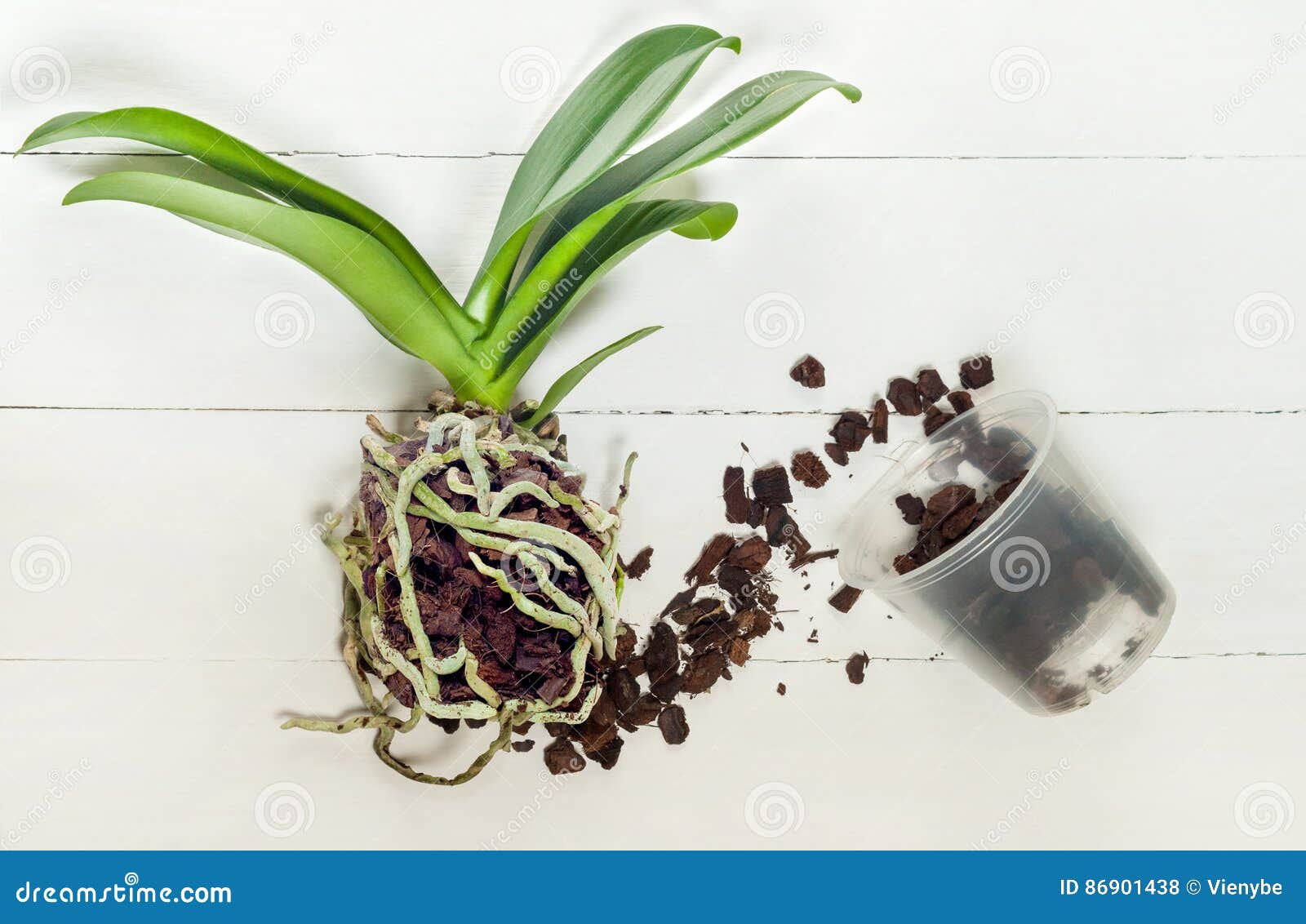 兰花兰花植物植物，土壤、根和青苔库存照片. 图片包括有- 86901438
