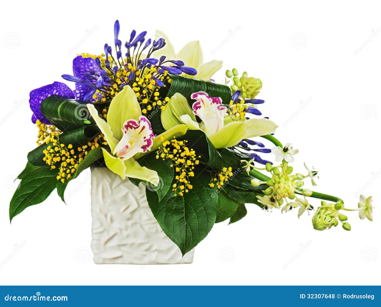 从兰花的花束和阿拉伯星开花 万年青arabi 库存照片 图片包括有照亮 活动 植物群 黑暗 对比 从兰花的花束和阿拉伯星开花 万年青arabi 库存照片 图片包括有照亮 活动 植物群 黑暗 对比