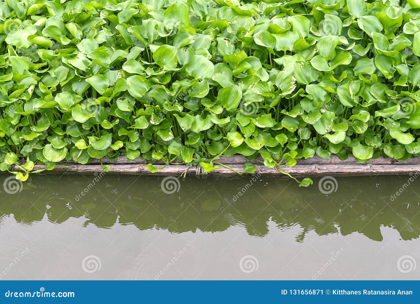 共同的凤眼兰 Eichhornia Crassipes 亚马逊盆地的水生植物当地人 高度有问题的入侵的种类外部库存图片 图片包括有crassipes 亚马逊盆地的水生植物当地人 高度有问题的入侵的种类外部 共同的凤眼兰 Eichhornia