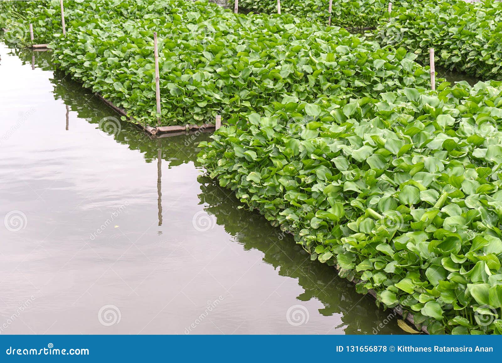 共同的凤眼兰 Eichhornia Crassipes 亚马逊盆地的水生植物当地人 高度有问题的入侵的种类外部库存照片 图片包括有crassipes 亚马逊盆地的水生植物当地人 高度有问题的入侵的种类外部 共同的凤眼兰 Eichhornia