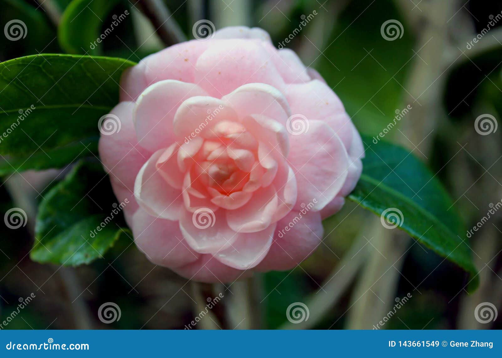 共同的山茶花 山茶花japonica 库存图片 图片包括有共同的山茶花 山茶花japonica
